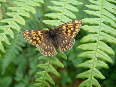 17 Duke of Burgundy